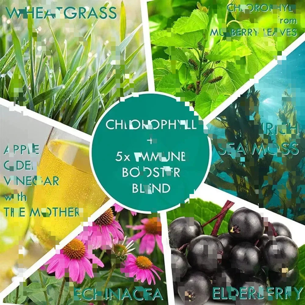 Sugar Free Chlorophyll Gummies with ACV | 60 Count Wellness Boost